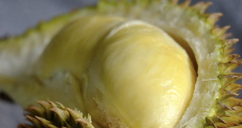 榴槤界的「布加迪」空運貓山王  徐邦浩打造頂級精品模式